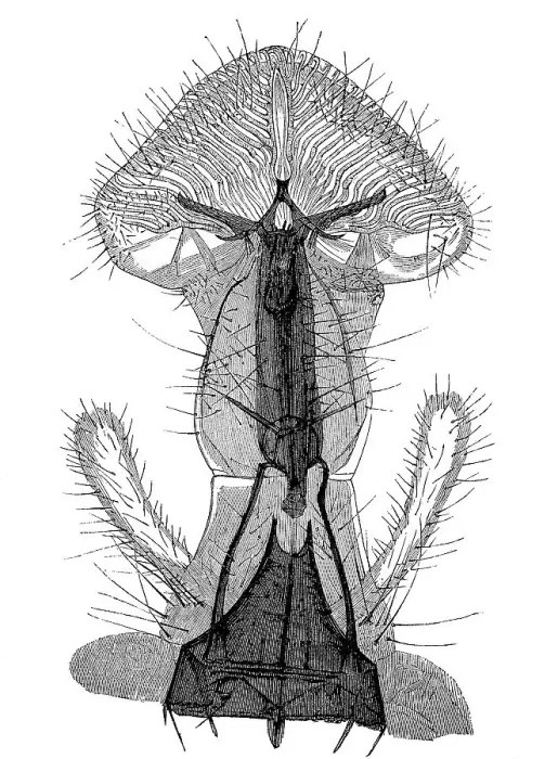 Framed Print : Historical illustration of a house fly (Musca domestica)
