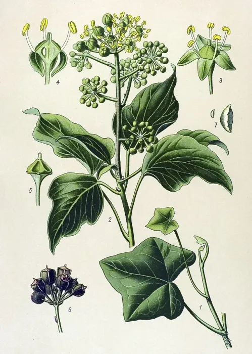Framed Print : Historical illustration, Ivy (Hedera helix) Framed Print : Historical illustration, Ivy (Hedera helix)