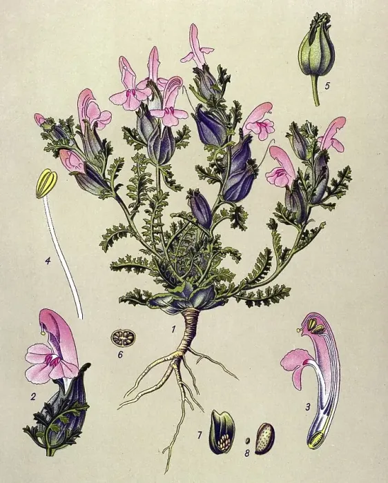 Framed Print : Historical illustration, Lousewort (Pedicularis sylvatica) Framed Print : Historical illustration, Lousewort (Pedicularis sylvatica)