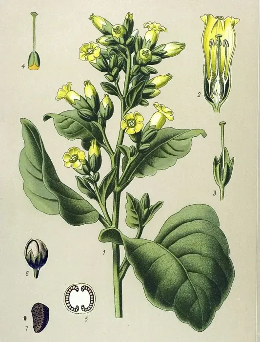 Framed Print : Historical illustration, Mapacho (Nicotiana rustica)
