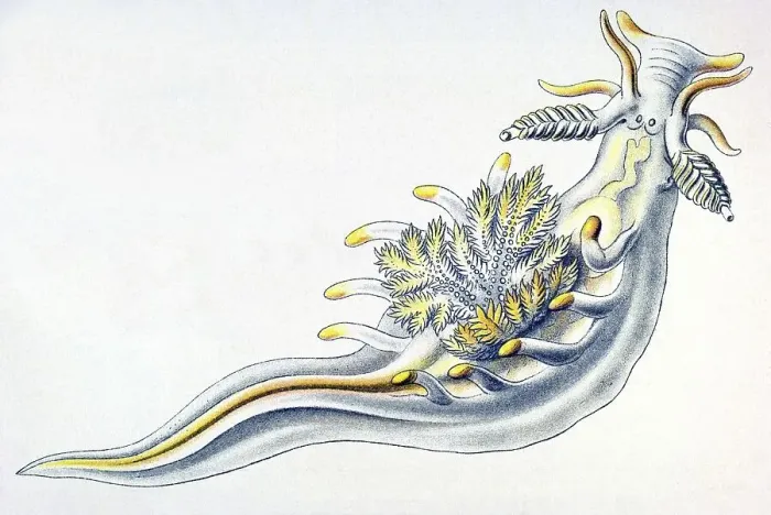 Framed Print : Historical illustration, Nudibranchia Framed Print : Historical illustration, Nudibranchia