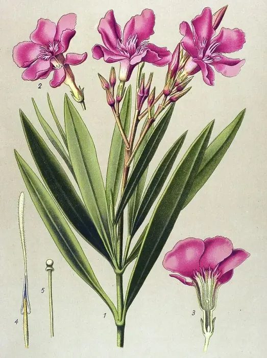 Framed Print : Historical illustration, Oleander (Nerium oleander)