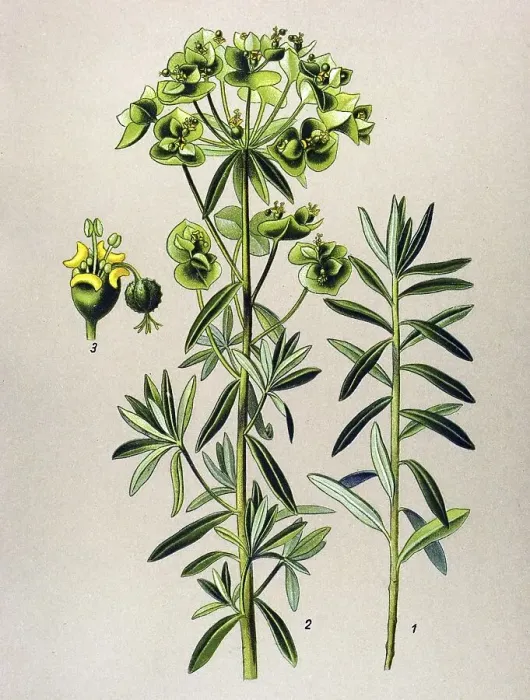 Framed Print : Historical illustration, Petty Spurge (Euphorbia Peplus) Framed Print : Historical illustration, Petty Spurge (Euphorbia Peplus)