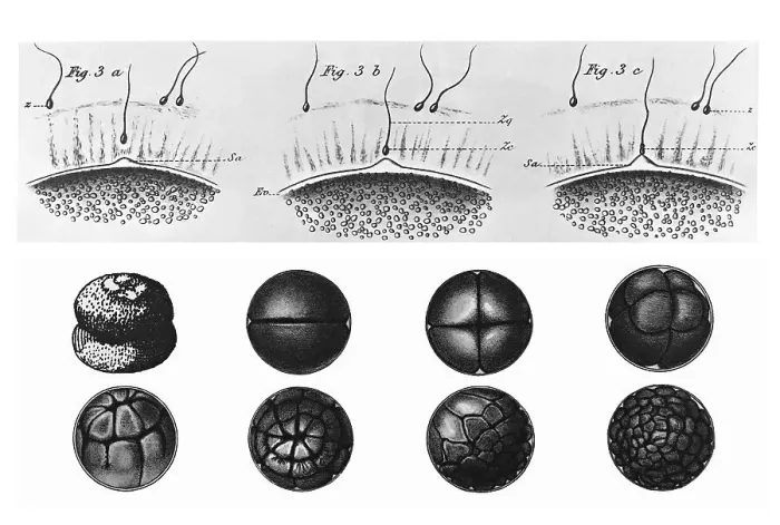 Framed Print : Historical illustration, phases of fertilization and cell division during sexual reproduction