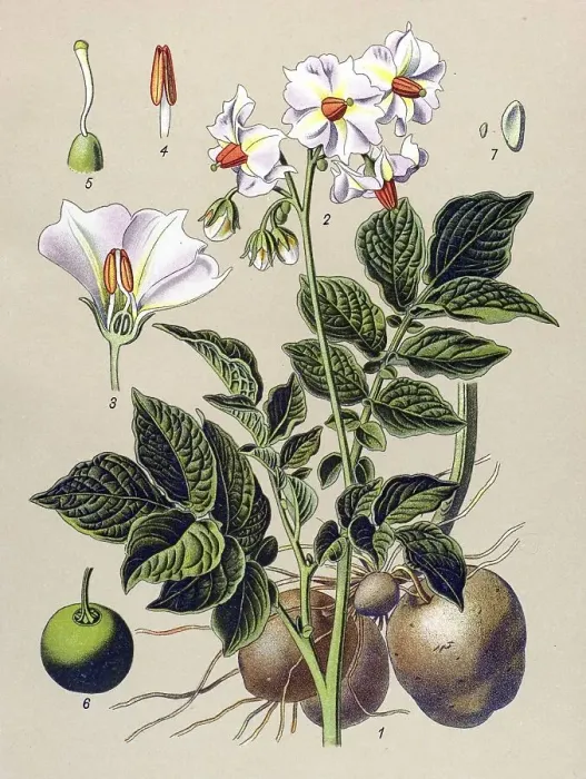 Framed Print : Historical illustration, Potato (Solanum tuberosum)