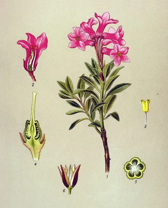 Framed Print : Historical illustration, Rhododendron hirsutum (Rhododendron hirsutum) Framed Print : Historical illustration, Rhododendron hirsutum (Rhododendron hirsutum)