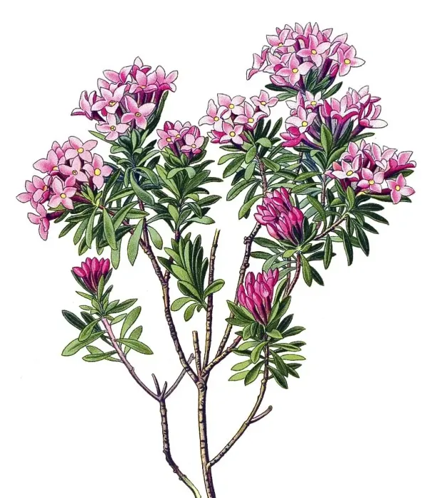 Framed Print : Historical illustration, Rose Daphne (Daphne cneorum)