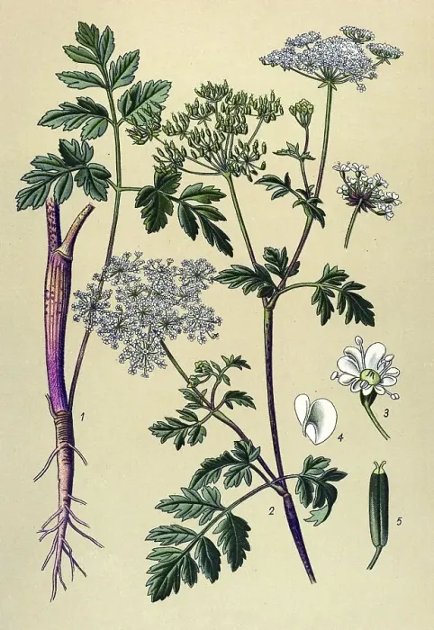 Framed Print : Historical illustration, Rough Chervil (Chaerophyllum temulum) Framed Print : Historical illustration, Rough Chervil (Chaerophyllum temulum)