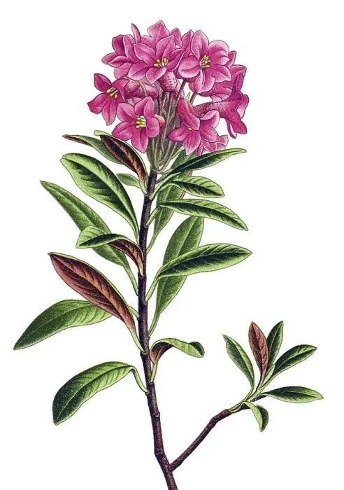 Framed Print : Historical illustration, Rusty-leaved alpenrose (Rhododendron ferrugineum)