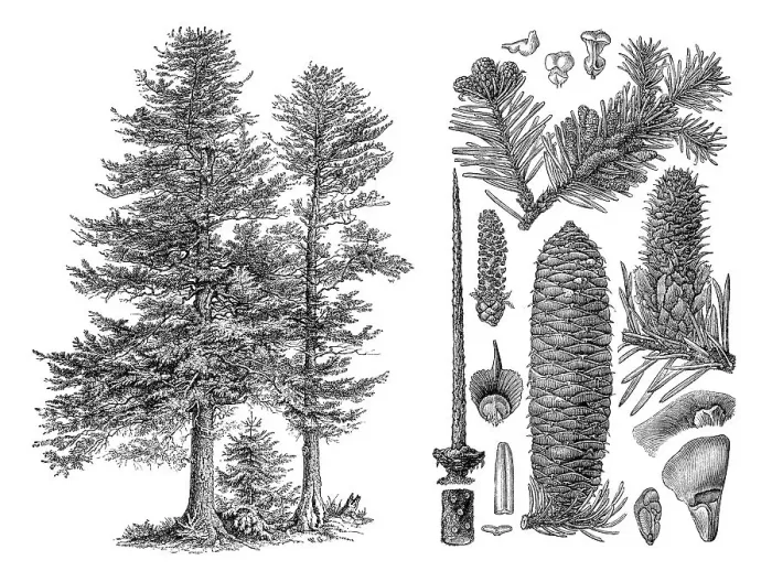 Framed Print : Historical illustration, Silver Fir (Abies pectinata)