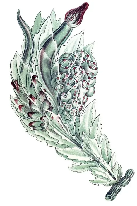 Framed Print : Historical illustration, Siphonophorae
