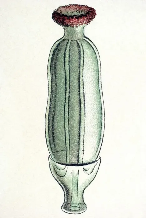 Framed Print : Historical illustration, Siphonophorae