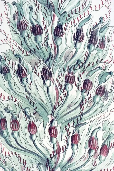 Framed Print : Historical illustration, Siphonophorae
