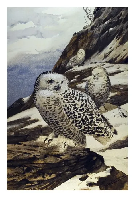Framed Print : Historical illustration, Snowy Owl Framed Print : Historical illustration, Snowy Owl