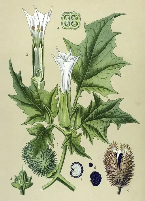 Framed Print : Historical illustration, Thorn Apple (Datura Stramonium)