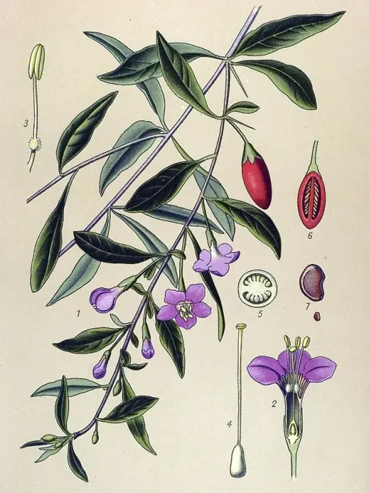 Framed Print : Historical illustration, Wolfberry (Lycium halimifolium)