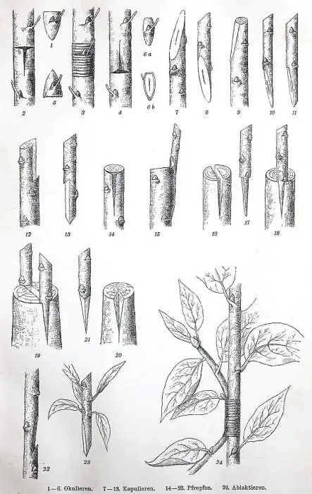 Framed Print : Historical illustrations of different types of grafting Framed Print : Historical illustrations of different types of grafting