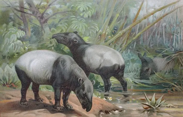 Framed Print : Historical image of The Malayan tapir
