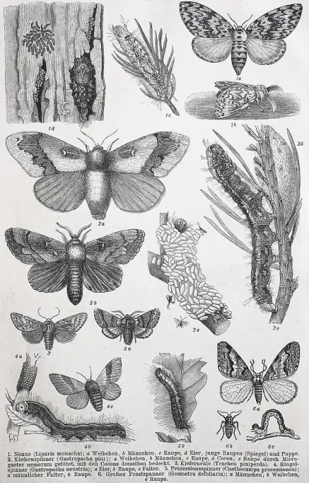 Framed Print : Historical image of various forestry black arches (Liparis monacha) Framed Print : Historical image of various forestry black arches (Liparis monacha)