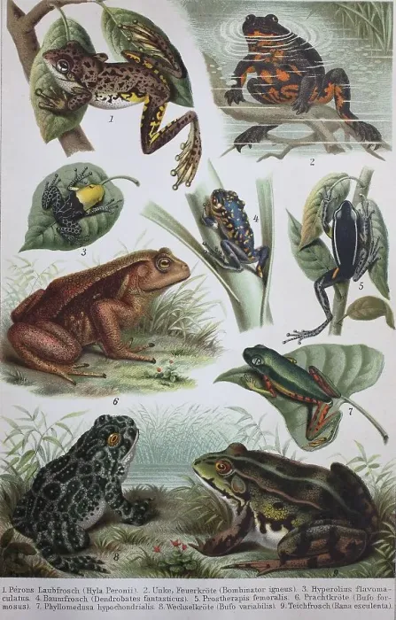 Framed Print : Historical image of various frogs and toads Framed Print : Historical image of various frogs and toads