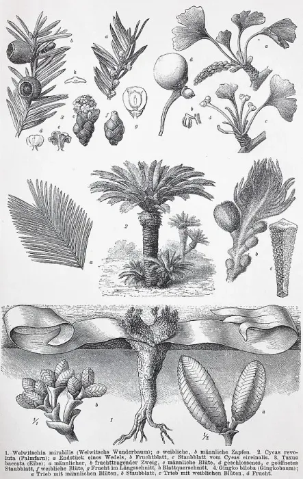 Framed Print : Historical image of various gymnosperms: Welwitschia mirabelis