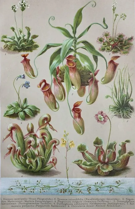 Framed Print : Historical image of various Insectivorous Plants