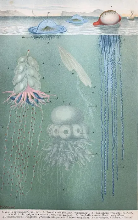 Framed Print : Historical image of various jellyfish Framed Print : Historical image of various jellyfish