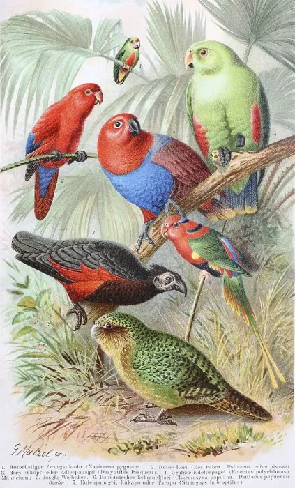 Framed Print : Historical image of various parrots Framed Print : Historical image of various parrots