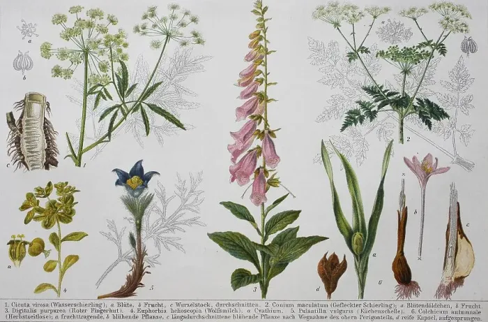 Framed Print : Historical image of various poisonous plants: Cicuta