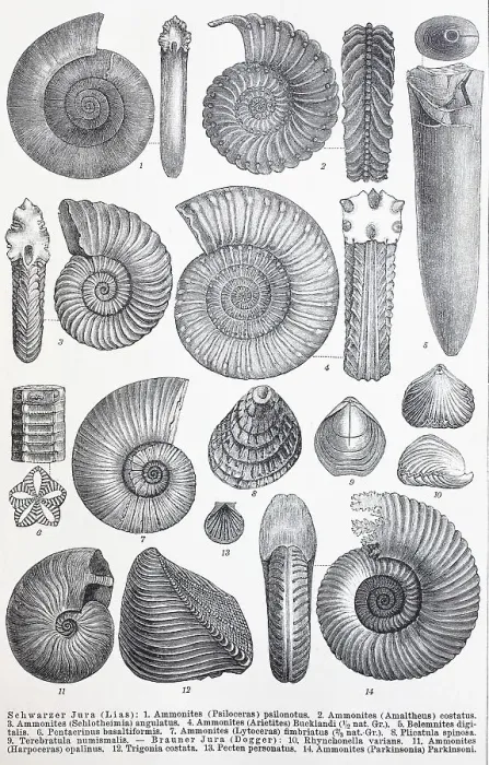 Framed Print : Historical image of various remains from the Mesozoic (Earth's Middle Ages)