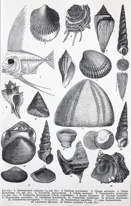 Framed Print : Historical image of various remains from the Tertiary period Framed Print : Historical image of various remains from the Tertiary period