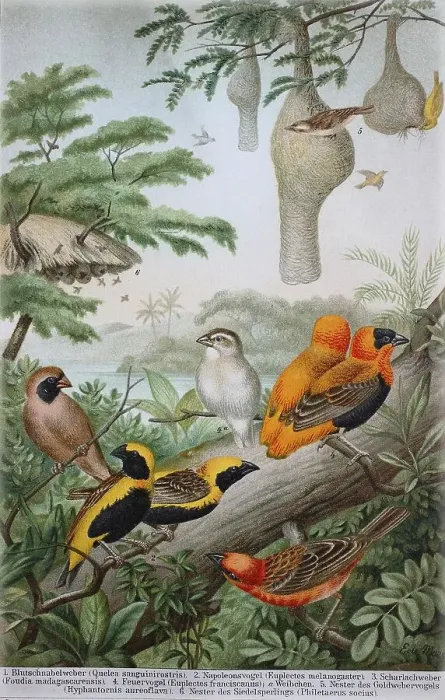 Framed Print : Historical image of various weavers or weaver birds