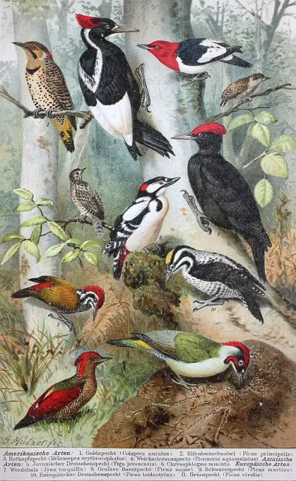 Framed Print : Historical image of various woodpeckers
