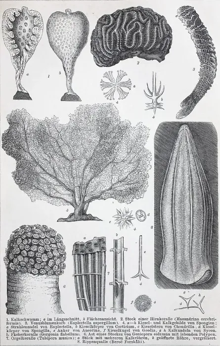 Framed Print : Historical images of various Coelenterata Framed Print : Historical images of various Coelenterata