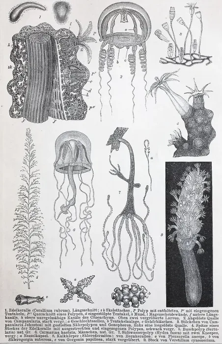 Framed Print : Historical images of various Coelenterata