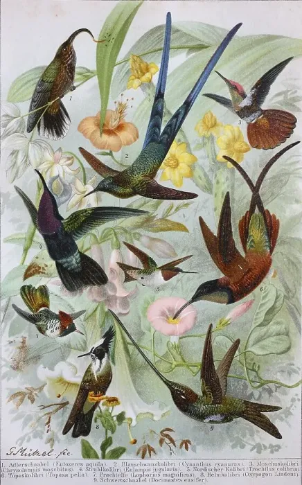 Framed Print : Historical images of various hummingbirds
