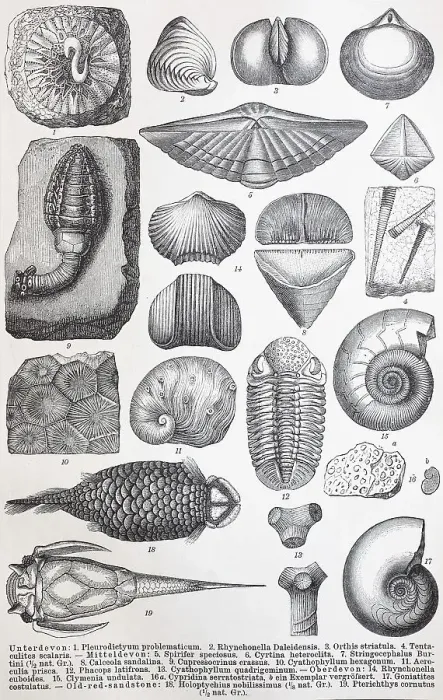 Framed Print : Historical images of various remains from the Palaeozoic