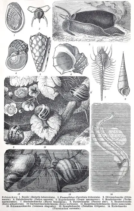 Framed Print : Historical images of various species of molluscs or molluscs