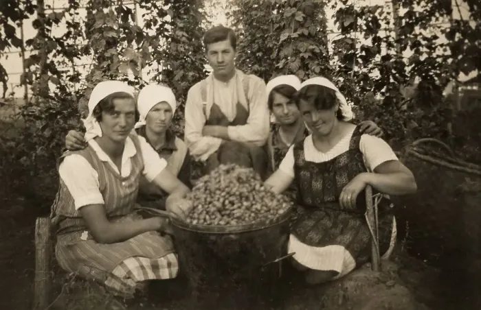 Framed Print : Historical photo, hop-picking, circa 1935