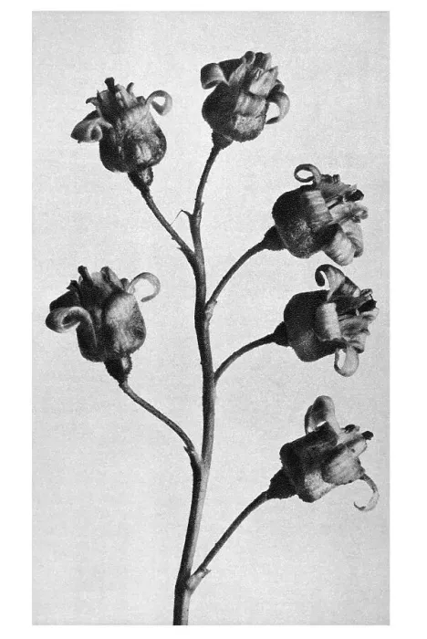Framed Print : Historical photograph, Black currant (Ribes nigrum) Framed Print : Historical photograph, Black currant (Ribes nigrum)