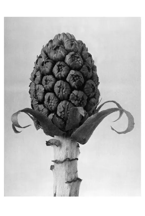 Framed Print : Historical photograph, Butterbur (Petasites hybridus) Framed Print : Historical photograph, Butterbur (Petasites hybridus)