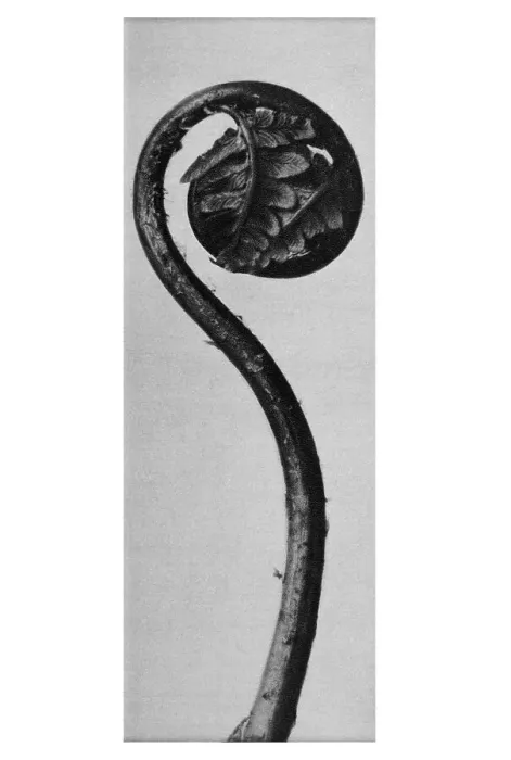 Framed Print : Historical photograph, Fern (Polypodiaceae)