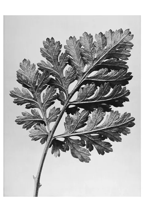Framed Print : Historical photograph, Feverfew (Tanacetum parthenium) Framed Print : Historical photograph, Feverfew (Tanacetum parthenium)