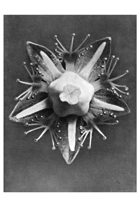 Framed Print : Historical photograph, Grass of parnassus ( Parnassia palustris)