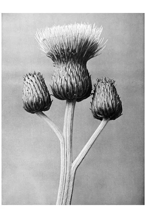 Framed Print : Historical photograph, Grey thistle (Cirsium canum)