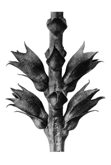 Framed Print : Historical photograph, Obedient Plant or False Dragonhead (Physostegia virginiana) Framed Print : Historical photograph, Obedient Plant or False Dragonhead (Physostegia virginiana)
