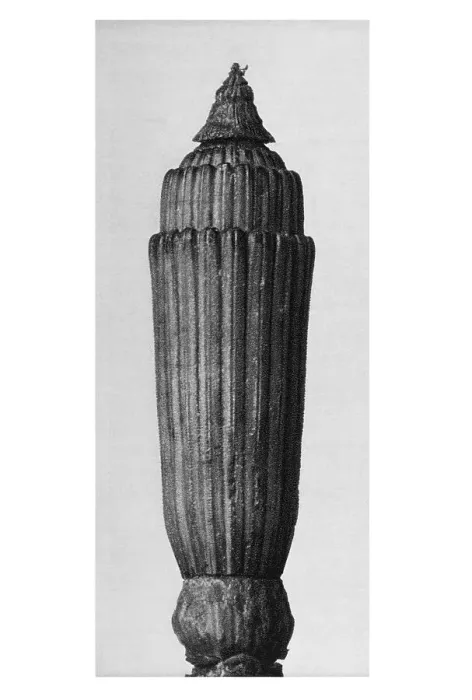 Framed Print : Historical photograph, Rough horsetail (Equisetum hyemale)