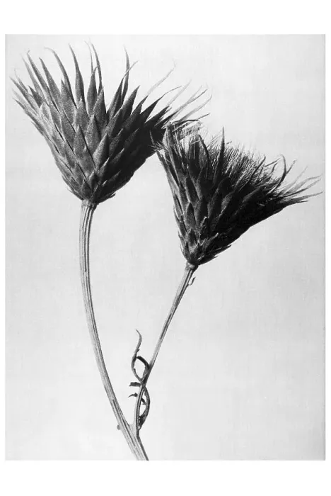 Framed Print : Historical photograph, Saw-wort (Serratula nudicaulis) Framed Print : Historical photograph, Saw-wort (Serratula nudicaulis)