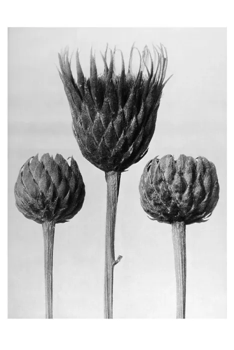 Framed Print : Historical photograph, Saw-wort (Serratula nudicaulis)