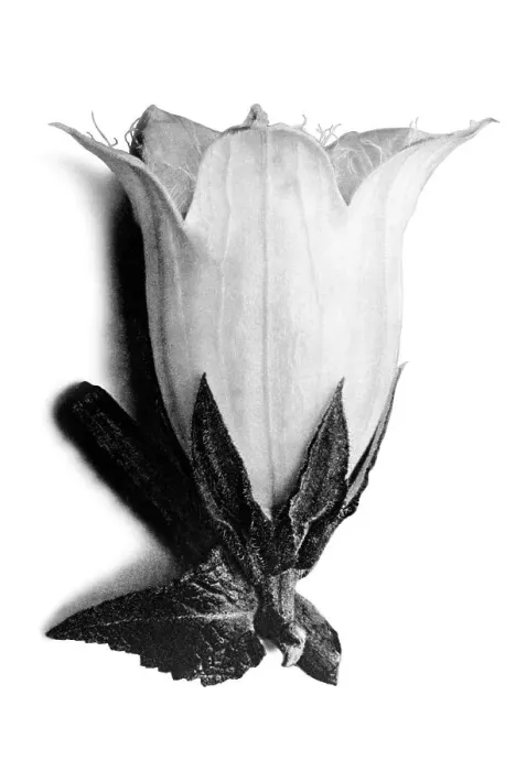 Framed Print : Historical photograph, Spurred bellflower (Campanula alliariifolia) Framed Print : Historical photograph, Spurred bellflower (Campanula alliariifolia)